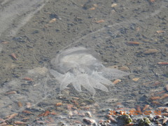 Acromitus flagellatus