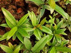 Memecylon umbellatum