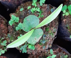 Memecylon umbellatum