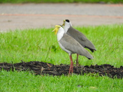 Vanellus miles miles