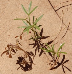 Pediomelum tenuiflorum