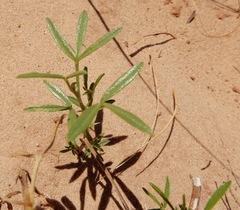 Pediomelum tenuiflorum