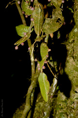 Rhipsalis elliptica
