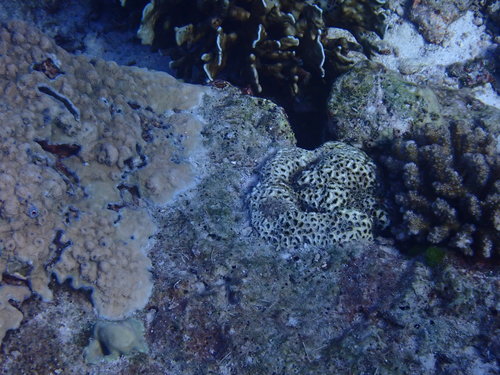 Sea Mat (Palythoa tuberculosa)