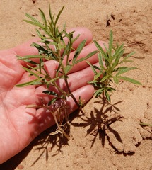 Pediomelum tenuiflorum