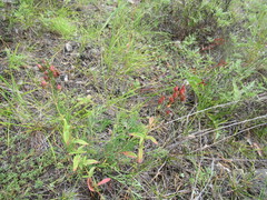 Hypericum attenuatum