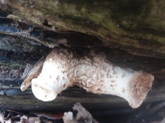 Cerioporus squamosus