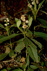 Miconia melastomoides