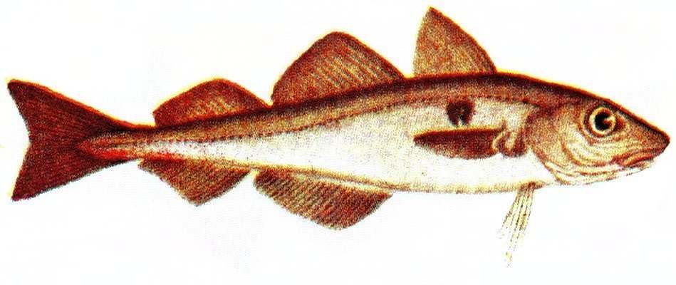 Melanogrammus Marine Life Identification melanogrammus-marine-life-identification