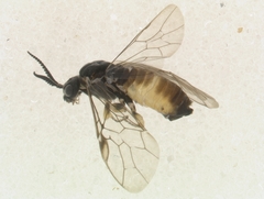 Monoctenus juniperi