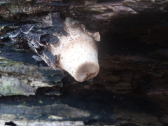 Cerioporus squamosus