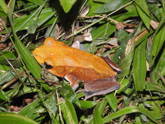 Bicoloured Frog photo 5