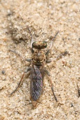 Stichopogon scaliger