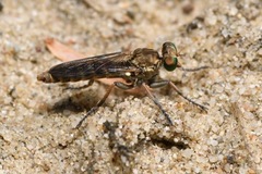 Stichopogon scaliger