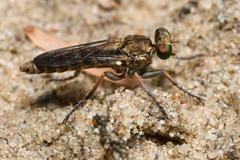 Stichopogon scaliger