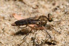 Stichopogon scaliger