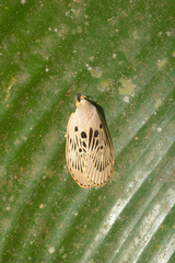 Lepidoptera