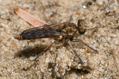 Stichopogon scaliger