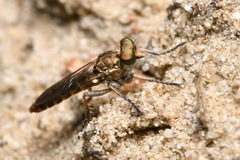 Stichopogon scaliger