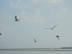 Gelochelidon nilotica