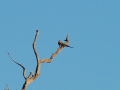 Platycercus icterotis icterotis