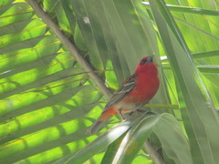 Foudia madagascariensis