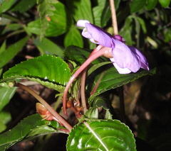 Impatiens flaccida