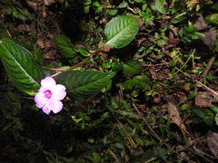 Impatiens flaccida