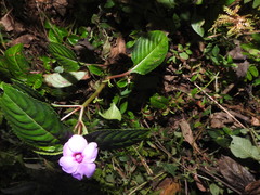 Impatiens flaccida