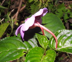 Impatiens flaccida