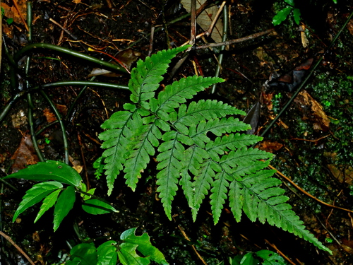 Athyrium arisanense (Athyrium arisanense)