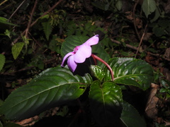 Impatiens flaccida