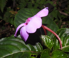 Impatiens flaccida