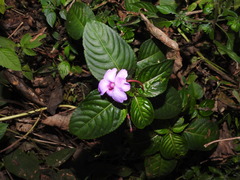 Impatiens flaccida