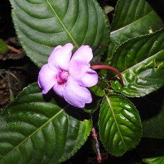 Impatiens flaccida