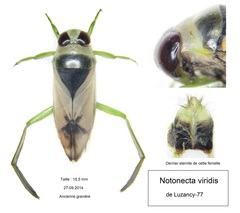Notonecta viridis
