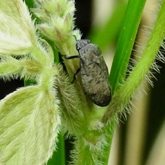Zulia pubescens