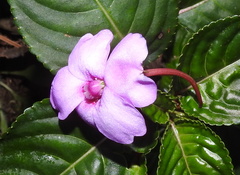 Impatiens flaccida