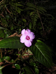 Impatiens flaccida