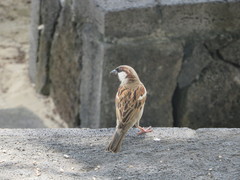 Passer domesticus