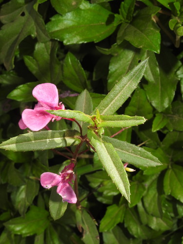Image of Impatiens chinensis by (c) Hopeland, some rights reserved (CC BY)