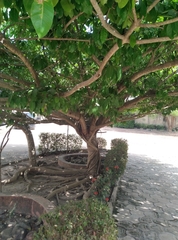 Ficus