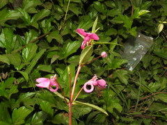 Impatiens chinensis