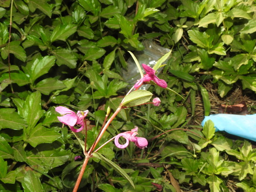 Image of Impatiens chinensis by (c) Hopeland, some rights reserved (CC BY)