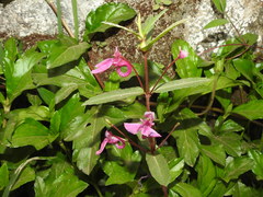 Impatiens chinensis