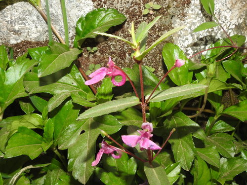 Image of Impatiens chinensis by (c) Hopeland, some rights reserved (CC BY)