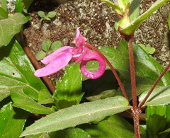Impatiens chinensis