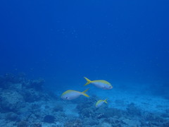 Caesio xanthonota