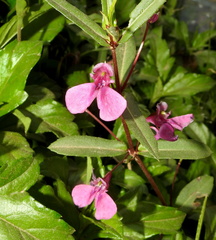 Impatiens chinensis