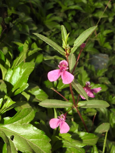 Image of Impatiens chinensis by (c) Hopeland, some rights reserved (CC BY)